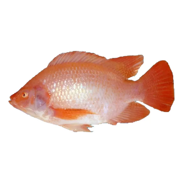 Alevines De Tilapia Roja Línea Red Florida