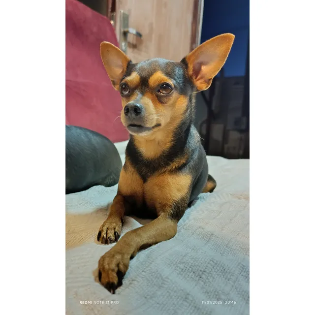 Perro Pinscher Miniatura Para Monta