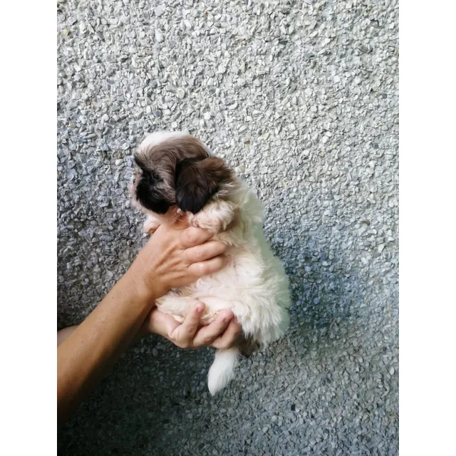 Shih Tzu