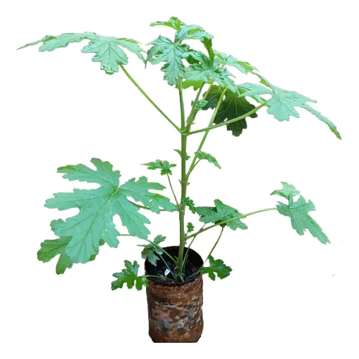 Planta Citronela - Malva Rosa