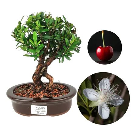 Bonsai Cereja Anã Planta Natural Vaso Porcelana Fertilizada