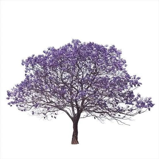 150 Sementes Jacarandá Azul Mimoso Ipê Roxo Vermelho P Mudas