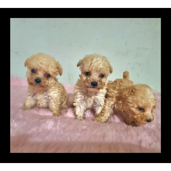 Cachorros French Poodle Tacita Mini Mini