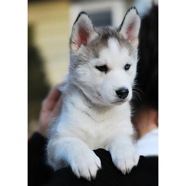 Husky Cachorros Perro Dog Hermoso Lobo Siberiano Bogota Cali