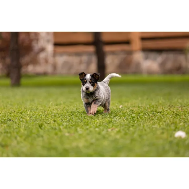 Cachorros Pastor Ganadero Australiano Perros Ibagué Pereira