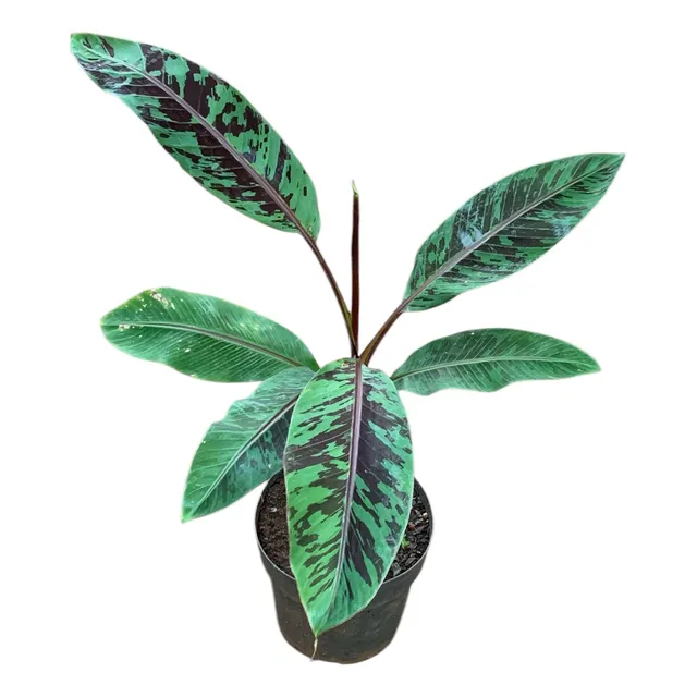 Muda De Musa Sumatra - Bananeira Ornamental