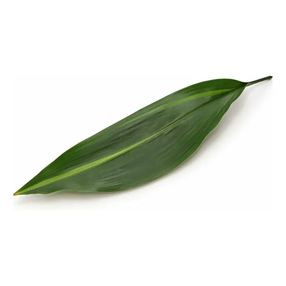Planta Aspidistra   De 20 Cm Gratis A Rm