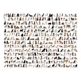 Quebra-cabeça O Puzzle Muitos Cachorros Doguinhos 1000 Peças Quebra-cabeça O Puzzle Muitos Cachorros Doguinhos 1000 Peças