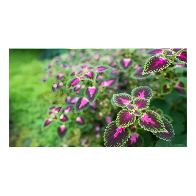 Semillas De Coleus Sobre Por 0,15gr Valhalla Grow Shop
