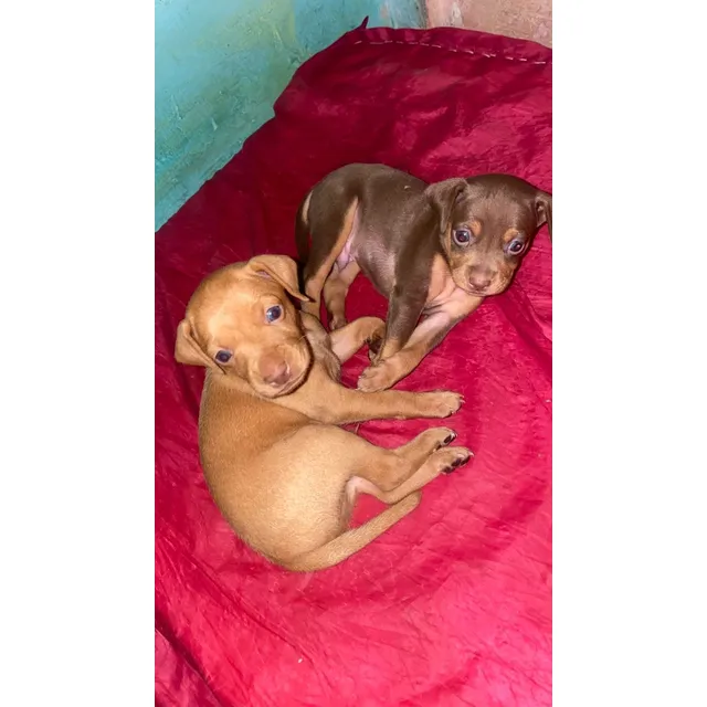 Cachorros Doberman Pinchers 100% Puros,perro Buena Genética