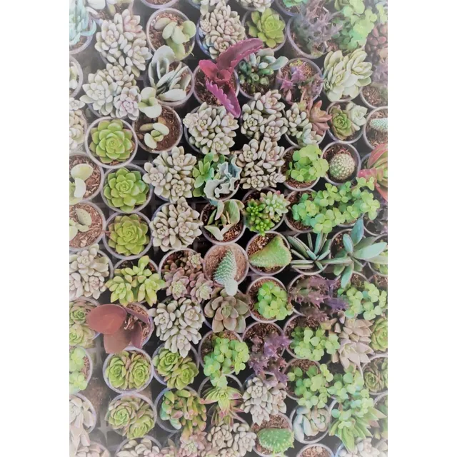 Suculentas Y Catus X Mayor Caja De 35 Und Variadas Coleccion
