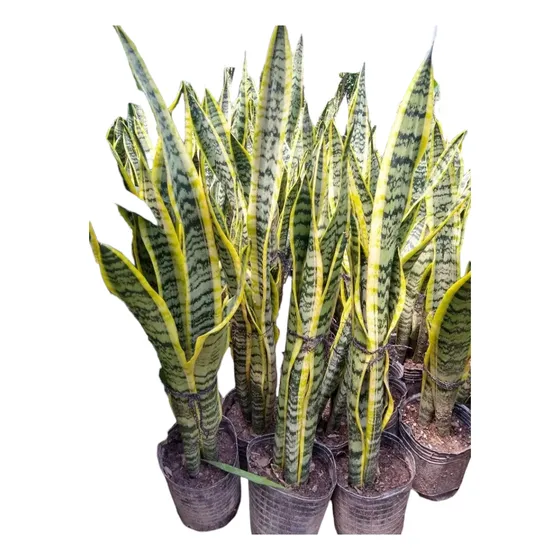 Promo Pack 5 Sansevieria Trifasciata - Lengua Suegra M 3 Lts