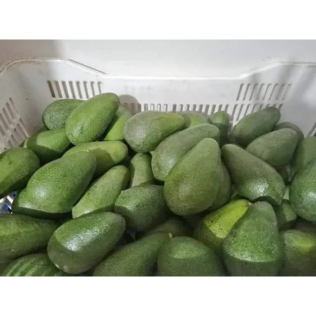 Palta Fuerte Orgánica, Granel, 50 Unidades.