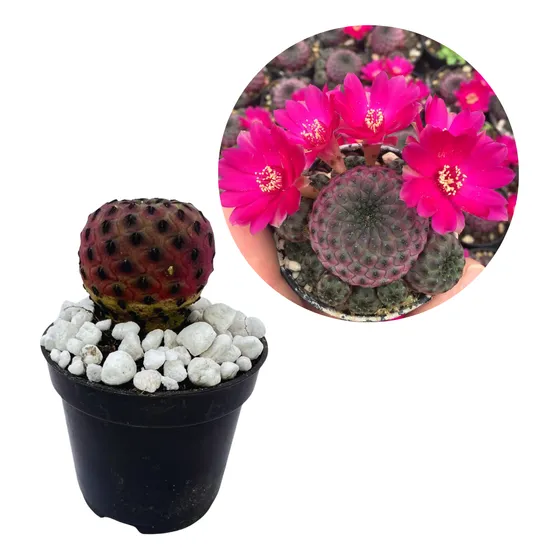 Muda Cacto Sulcorebutia Rauschii Pt9 Raros Planta Natural
