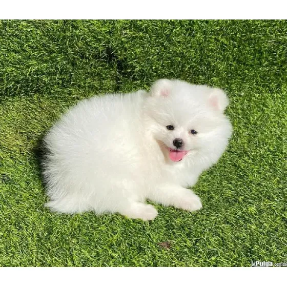 Cachorros Pomerania Pedigrí Vacunados Y Desparacitados