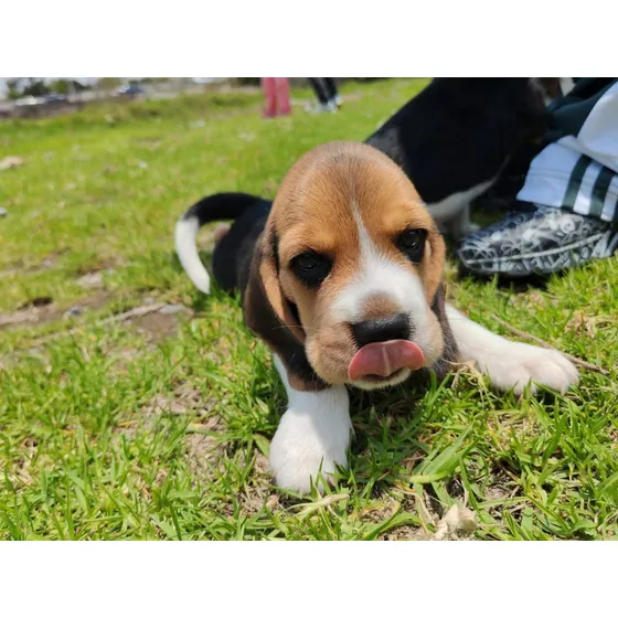 Cachorros Beagle Mini