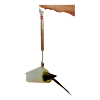Accesorio Conico P/pesaje De Pajaros En Balanzas Pesola Accesorio Conico P/pesaje De Pajaros En Balanzas Pesola
