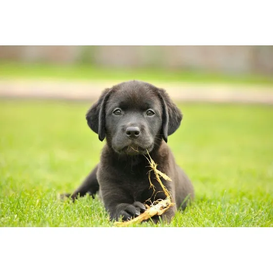 Cachorros Labrador Beige 100% Puros Criad Estancia Del Mar