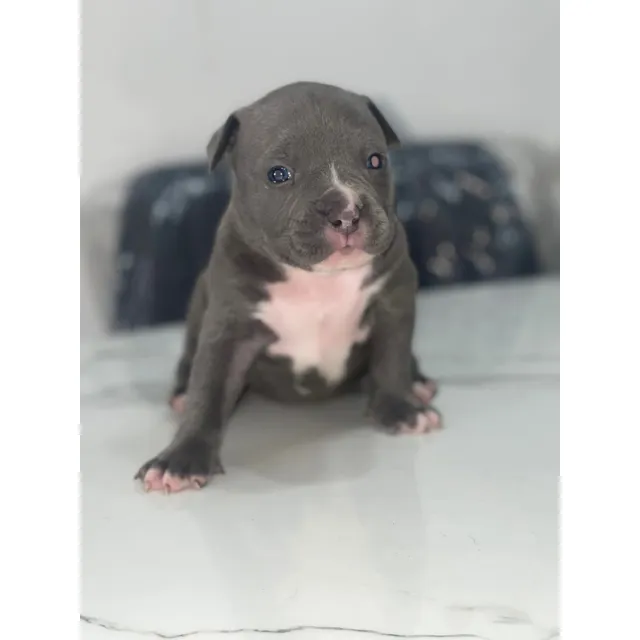 Cachorros American Bully Vacunados Desp Registro Abkc