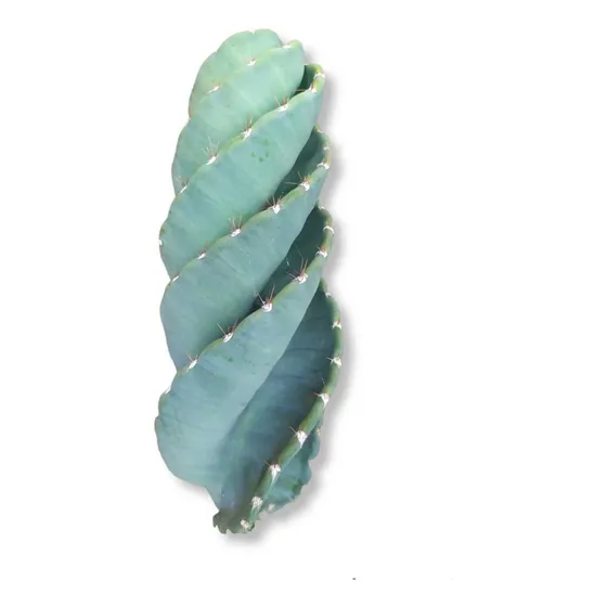 Cactus Tornillo O Espiral Pequeño De 10cm + Envío Gratis 