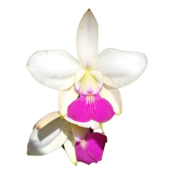 Orquídea Cattleya Walkeriana Semi Alba Perola.
