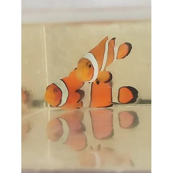 Peixe Palhaço Nemo Ocellaris Marinho Orange