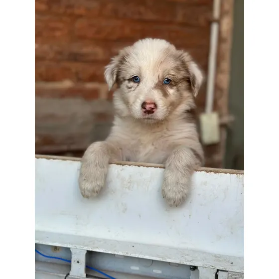 Border Collie