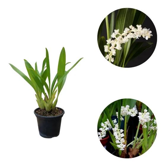 Orquídea Pipoca Flor Branca Perfumada Planta Rara Natural