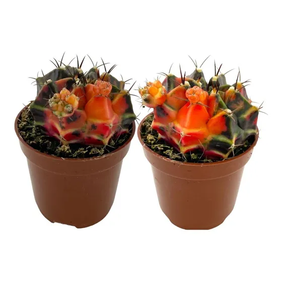 Cacto Gymnocalycium Mihanovichi Variegata Top Promocional   