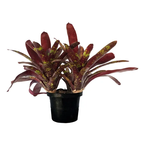Bromelia (neoregelia) - Colores Vivos