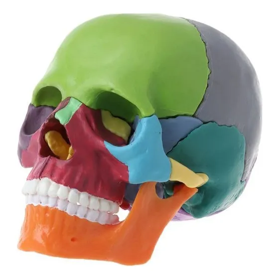 15 Unidades/set 4d Desmontado Color Calavera Modelo Anatómic