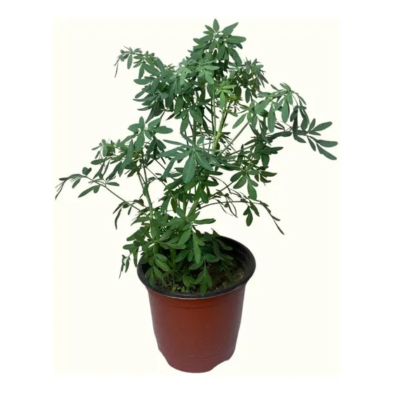 Planta Ruda Plantula Ruta Graveolens Perenne Cultivoorganico