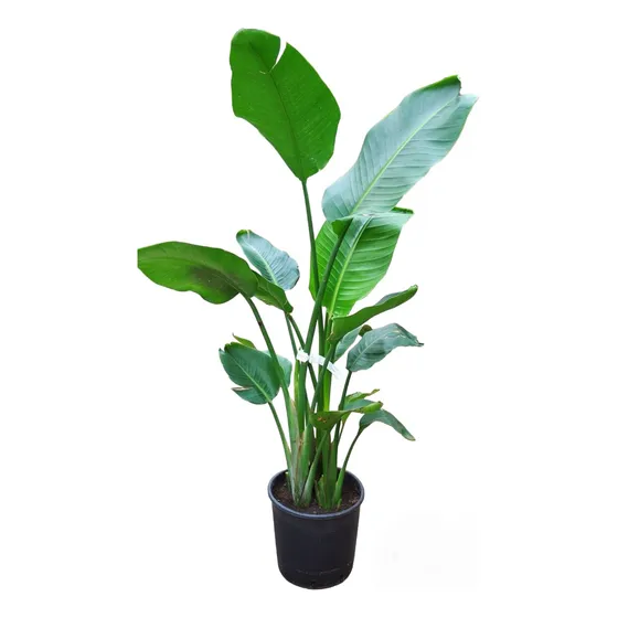 Planta Strelitzia Nicolai, Flor De Pájaro Blanca. Villa Luro