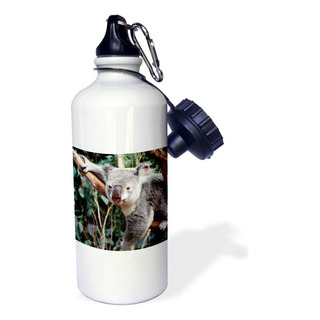3drose Australia, Sydney, Featherdale Wildlife Park, Koala B 3drose Australia, Sydney, Featherdale Wildlife Park, Koala B