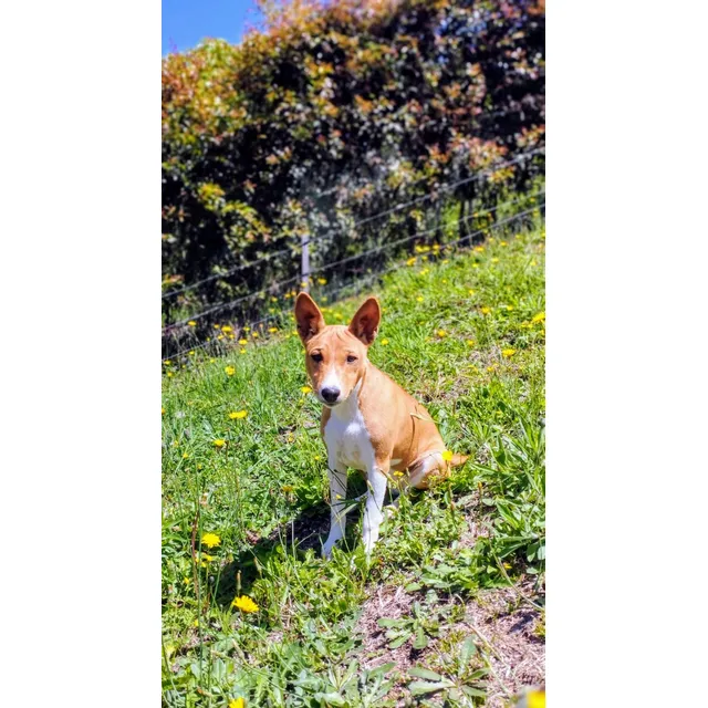 Cachorros Basenji Medellin Animal Pets Colombia 