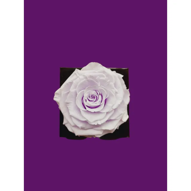 Rosa Jumbo Preservada