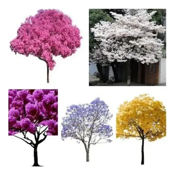 Kit - 8 Mudas Natívas - 6 De Ipês  E 2 De Jacarandá Mimoso