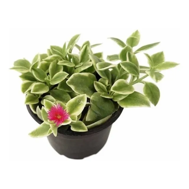 Muda Suculenta Rosinha Do Sol Aptenia Cordifolia Variegata