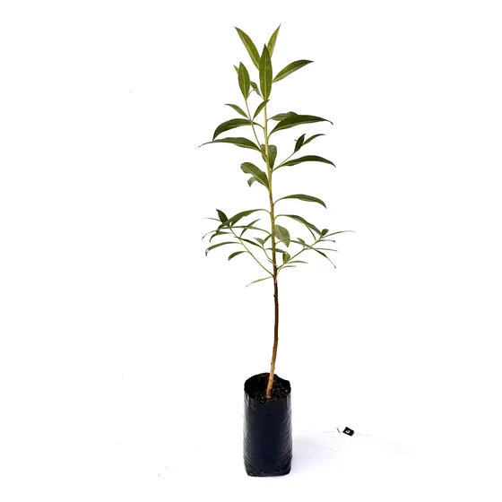 Mioporos / Planta Cerco Vivo 80 Cms / Hechos De Semillas