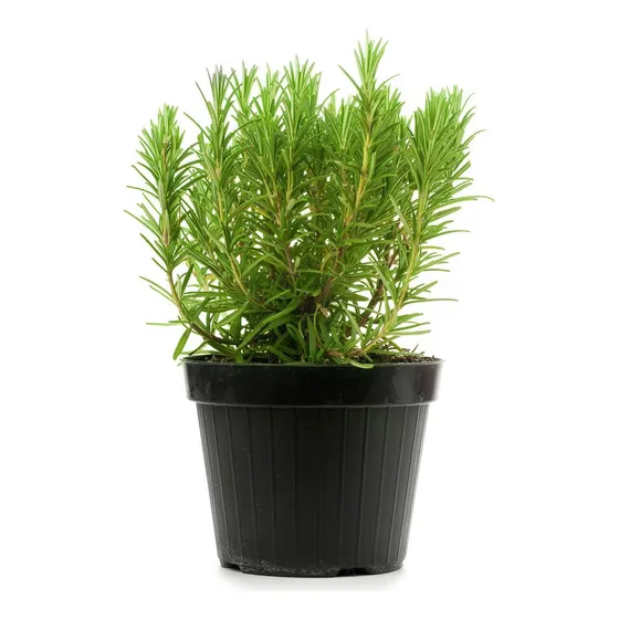 Planta Romero - Ideal Jardines - Aromática - Envíos
