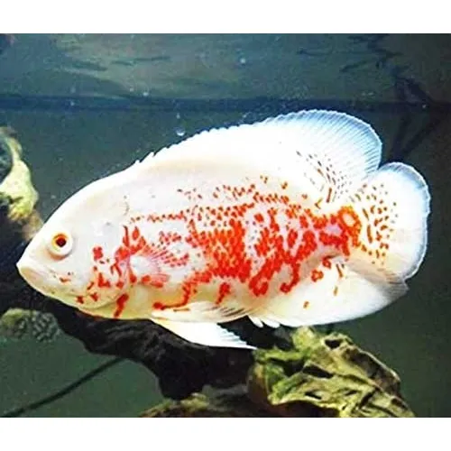 Peixe Oscar Red Tiger Albino Genética Cor Garantida 6cm
