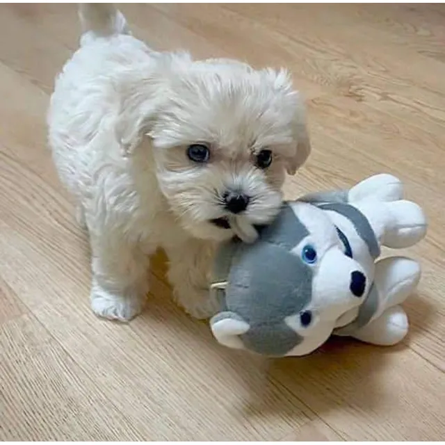 Cachorritos Maltipoo Hermosos