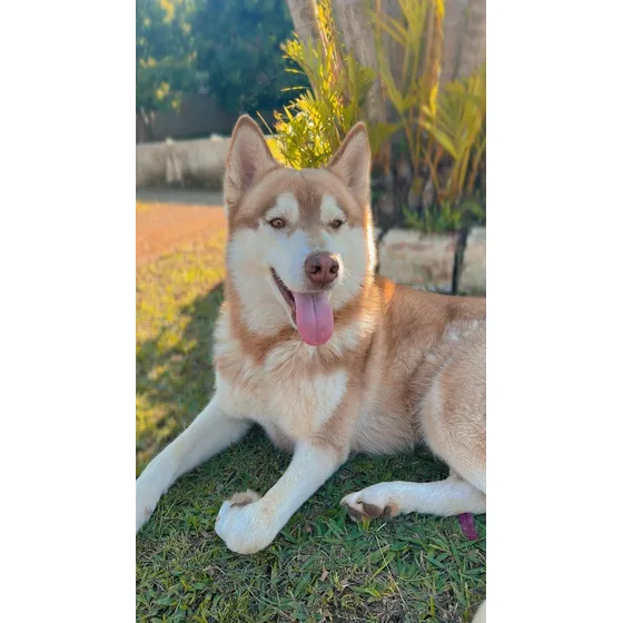 Husky Siberiano Fêmea E Macho De Curta Pelagem Com Pedigree