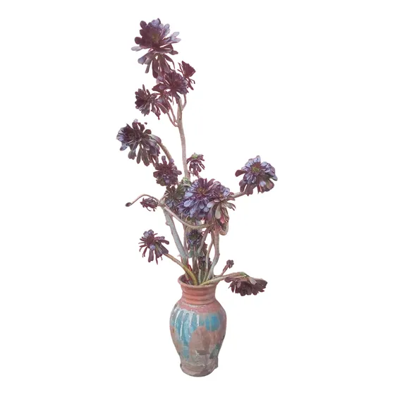 Planta Aeonium Suculenta Entrego Algunas Comuna Leer Descrip