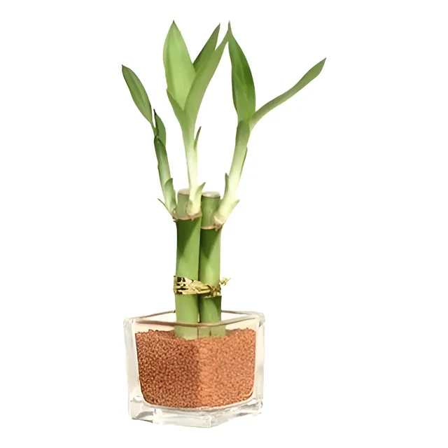 Recuerdos De Bambu Personalizados De La Suerte, Natural