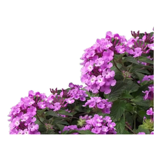 Lantana Rastrera Montevidiensis Planta Nativa Atrae Mariposa