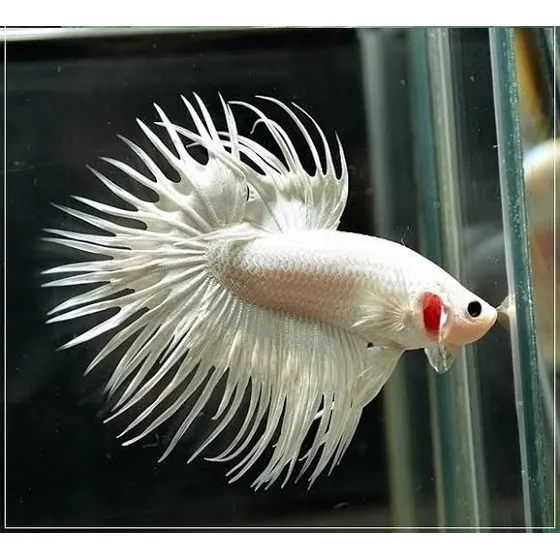Betta Fêmea Crowtail Branco (cinco Unidades)