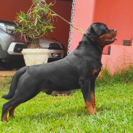 Rottweilers Filhos Do Lord Rottland Cão N.1 Ranking Df 2021 