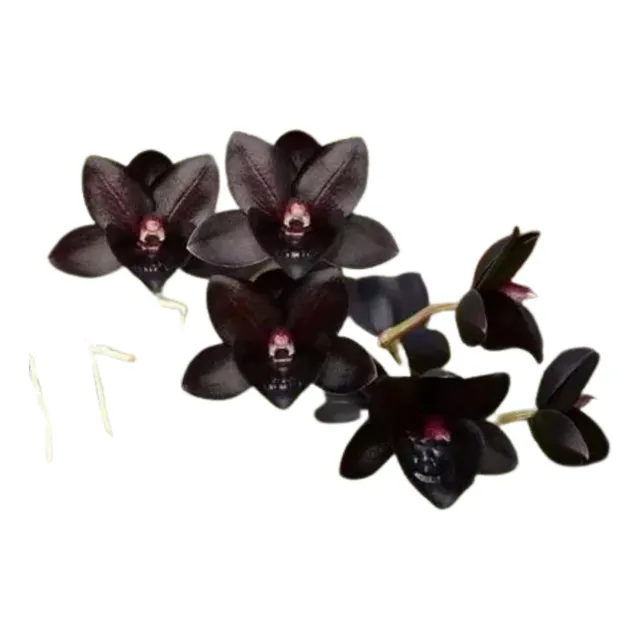 Orquidea Catasetum Fredclarkeara After Dark * Pré Adulta *