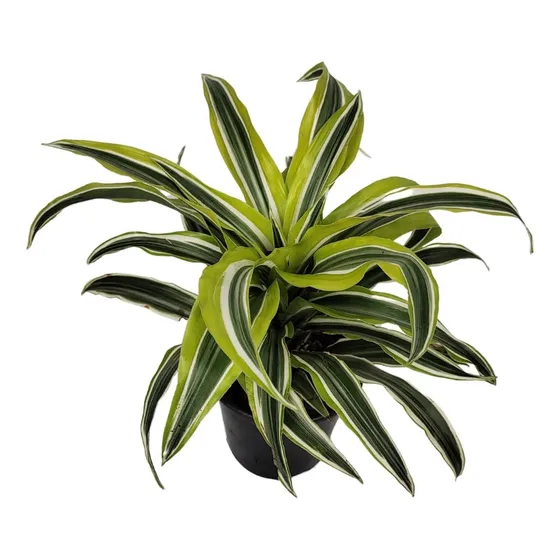 Dracena Lemon Variegata Exótica P11 Planta Natural